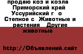 продаю коз и козла - Приморский край, Уссурийский г. о. , Степное с. Животные и растения » Другие животные   